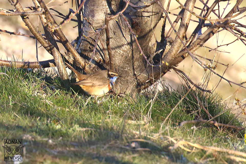 Bluethroat